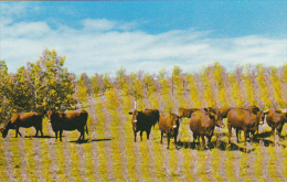 Canada Dual Purpose Herd Of Red Poll Cattle Crystal City Manitoba - Altri & Non Classificati