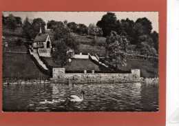 Kussnacht A. Rigi - Chapelle Commémorative De S.M. La Reine Astrid Des Belges - Cygnes - Küssnacht