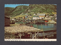 TERRE-NEUVE & LABRADOR - NEWFOUNDLAND - PETTY HARBOUR - GOOD HARVEST OF COD FISH - THE FISH ARE SALTED AND DRY - Andere & Zonder Classificatie
