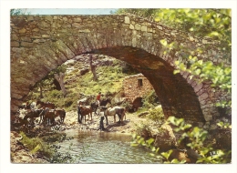 Delcampe - Cp, Hippisme, Promenade, Halte, Sous Le Pont Gênois Pour Se Désaltérer, Voyagée 1977 - Reitsport