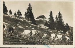 SWITZERLAND 1954   – POSTCARD – NODS / JURA BERNOISE – HOTEL DU CHASSERAL (1609 MT)  – HALF SHINING WRITTEN NOT MAILED J - Otros & Sin Clasificación