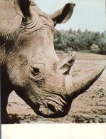 (566)  Rhinoceros - Rinoceronte