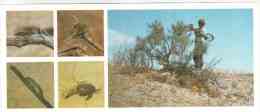 Entomologist - Insects - Tigrovaya Balka Nature Reserve - 1983 - Russia USSR - Unused - Insectes