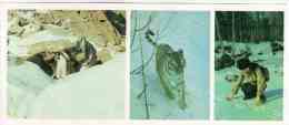 Siberian Tiger - Panthera Tigris Altaica - Sikhote-Alin Nature Reserve - 1987 - Russia USSR - Unused - Tigers