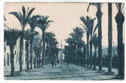 Calle Del Real , Cartagena - 19 - Palm Alley - L. Roisin - Old Postcard - Spain - Unused - Murcia