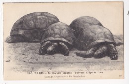 Cpa TORTUES ELEPHANTINES Tortue Jardin Des Plantes - Testudo Elaphantina Ile Seychelles 296 - Turtles