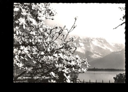 MONTREUX Vaud : Vue Sur Le Lac Et Les Dents Du Midi Premier Plan Bel Arbre En Fleurs - Premier