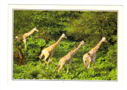 Cameroun: Girafes Dans La Reserve De Wasa, Girafe (13-4488) - Girafes