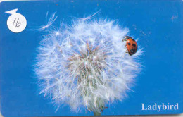 Ladybird Coccinelle Lieveheersbeestje Insect (16) - Marienkäfer