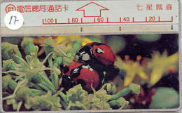 Ladybird Coccinelle Lieveheersbeestje Insect (17) - Ladybugs