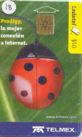 Ladybird Coccinelle Lieveheersbeestje Insect (18) - Mariquitas