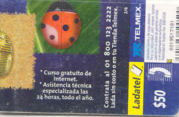 Ladybird Coccinelle Lieveheersbeestje Insect (20) - Marienkäfer