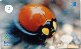 Ladybird Coccinelle Lieveheersbeestje Insect (12) - Mariquitas