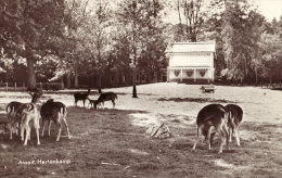 Hertenkamp - Assen