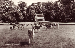 Hertenkamp - Assen