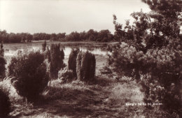 Kamp's Heide Bij Assen - Assen