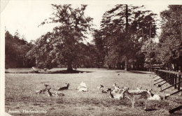 Hertenkamp - Assen