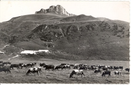 CARTE POSTALE      THOLLON      CHALETS DES MEMISES ET PIC BOREE - Thollon