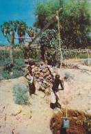 DJIBOUTI,afrique,système D´irrigation,puits à Balancier,vieil Africain Centenaire  Au Travail - Dschibuti