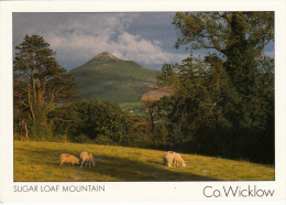 Sugar Loaf Mountain - Co. Wicklow - Wicklow