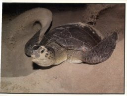 (225)  Cyprus Sea Turtle Digging Nest - Turtles
