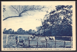 CPA ANCIENNE- FRANCE- REALVILLE (82)- FOYER DES INDIRECTS- DOMAINE AGRICOLE- TROUPEAU DE VACHES AU PATURAGE- - Realville