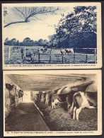 LOT 2 CPA ANCIENNES- FRANCE- REALVILLE (82)- FOYER DES INDIRECTS- LA FERME- VACHES AU PATURAGE ET A L'ETABLE- GROS PLAN - Realville