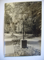 Germany: RIESA - Stadtpark - 1956 Unused - Riesa