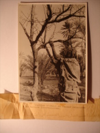 PHOTO TUNISIE ANNEES 1940-1950 - TOZEUR JARDIN D'ESSAI CULTURE INTERCALAIRES - 12X17 - PHOTO BOSSOUTROT TUNIS - - Places