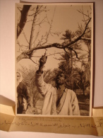 PHOTO TUNISIE ANNEES 1940-1950 - TOZEUR JARDINS D´ESSAI CULTURE INTERCALAIRE - 12X17 - BOSSOUTROT TUNIS  Tirage D´époque - Places