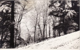 Carte Postale Photo De PAU (Pyrénées-Atlantiques) Sanatorium De Trespoey-Allée Du Parc Sous La Neige Hiver 1953-54- - Pau