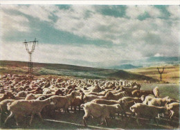 Arménie - Sheep In The Zangezur Mountains - Armenia