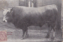 TAUREAU DE L AUBRAC / RARE ET TRES BELLE CARTE / EDIT CARRERE A RODEZ - Stiere