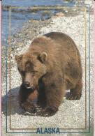 Alaska Brown Bear, 1990., Alaska (ACE 574, Artic Circle Enterprises) - Ours