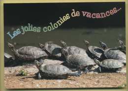 Les Jolies Colonies De Vacances ( Tortues ) - Turtles