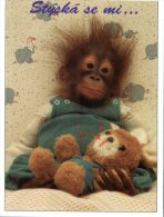 (718) Ape - Singe - Teddy Bear & Orangutan - Ours