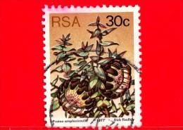 RSA - SUD AFRICA - 1977 - Sugarbushes - Protea Amplexicaulus - 30 - Used Stamps