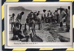 SHARING THE CATCH, ST LUCIA - SAINTE-LUCIE - B. W. I. - St. Lucia