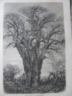 Madagascar - Comoros Islands - Baobab Tree - Moheli - Mwali  - Wood Engraving Ca 1860's  AV746.14 - Stampe & Incisioni