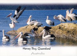(669) Australia - QLD - Hervey Bay And Pelican - Sunshine Coast