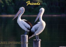 (669) Australia - VIC - Lakes Entrance Pelican - Gippsland