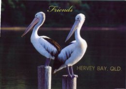 (669) Australia - QLD - Hervey Bay Pelican - Sunshine Coast