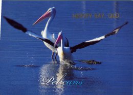 (669) Australia - QLD - Hervey Bay & Pelican - Sunshine Coast