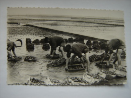 Gujean-Mestras ,rinçage Des Casiers - Gujan-Mestras