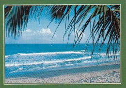 Palms Line The Beach Myrtle Beach South Carolina - Myrtle Beach