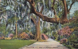 Walk In Magnolia Gardens Charleston South Carolina - Charleston