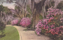 Magnolia Gardens Charleston South Carolina - Charleston