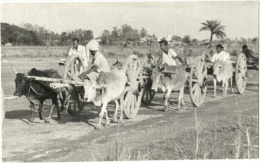 Bangladesh - Hackey Carriage Going Back Home - Bangladesch