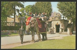 BRISTOL ZOO Elephant ROSIE Gives Ride To Children - Bristol