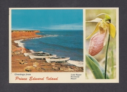 PRINCE EDWARD ISLAND - ILE DU PRINCE EDWARD - GREETINGS FROM PRINCE EDWARD ISLAND - LADY SLIPPER PROVINCIAL FLOWER - Sonstige & Ohne Zuordnung